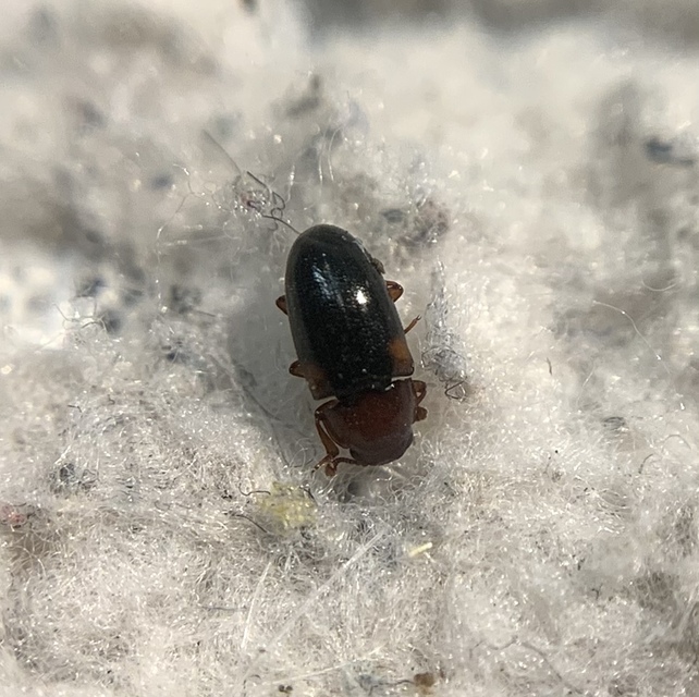 Dacne bipustulata - vállfoltos tarbogár