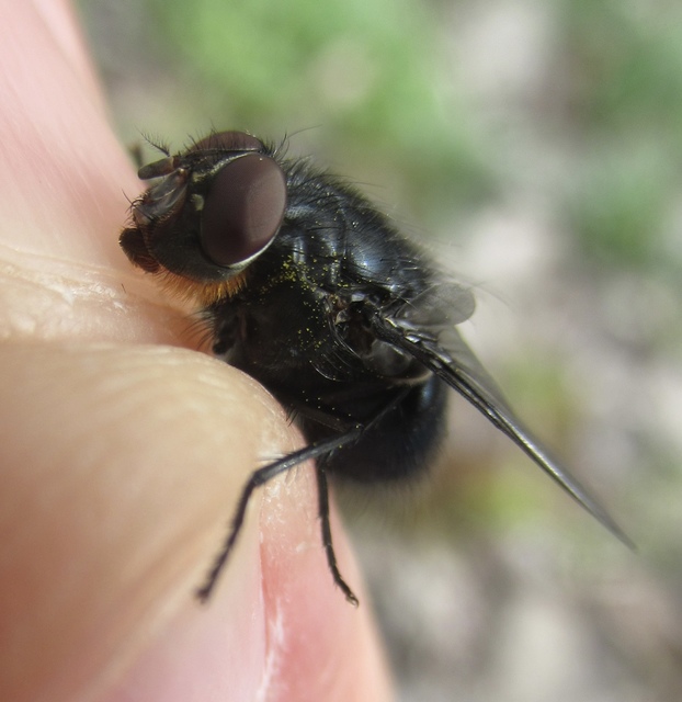 Calliphora vomitoria - feketearcú dongólégy