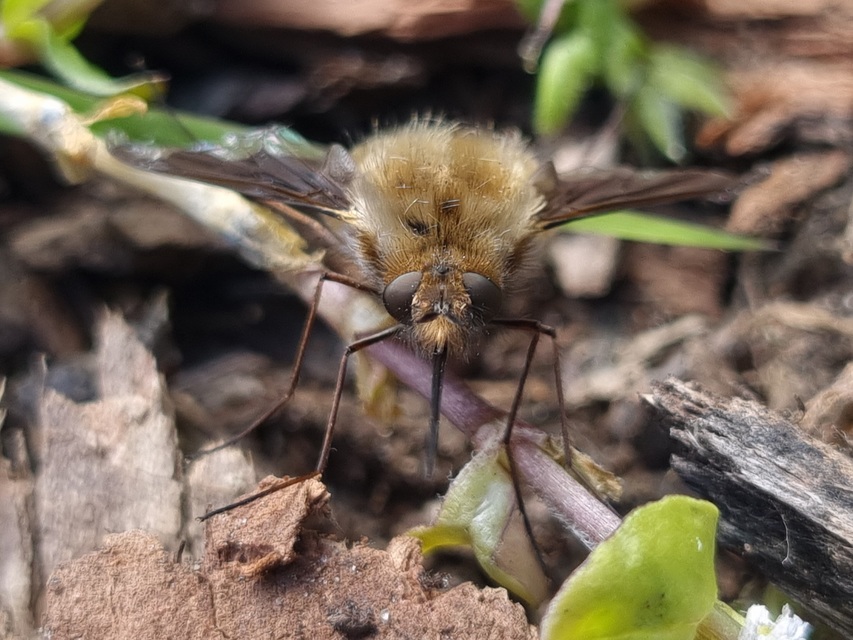 Bombylius major - szegélyes pöszörlégy