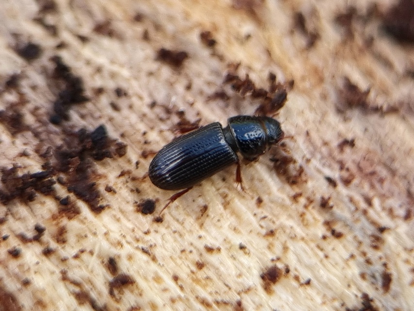 Pleurophorus caesus - hengeres trágyabogár