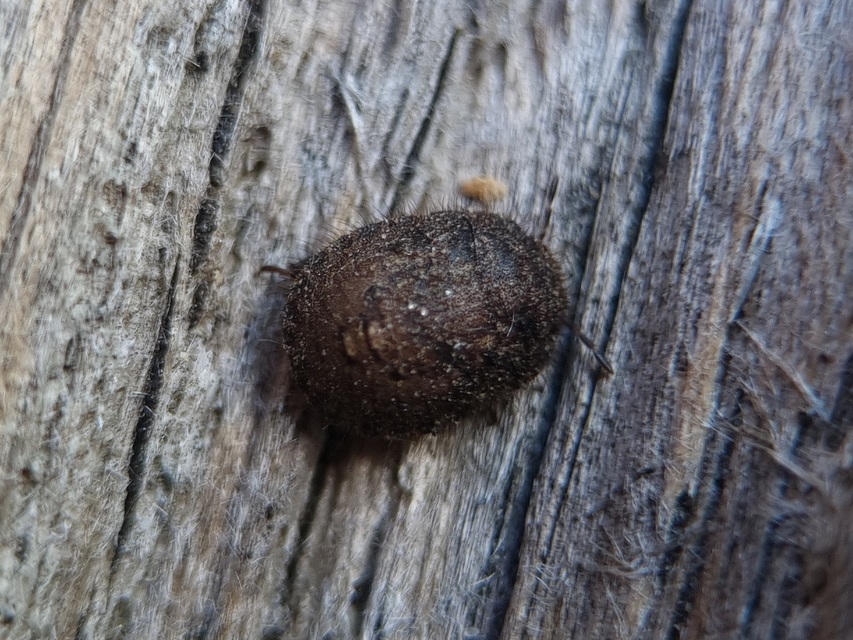 Odontoscelis Odontoscelis