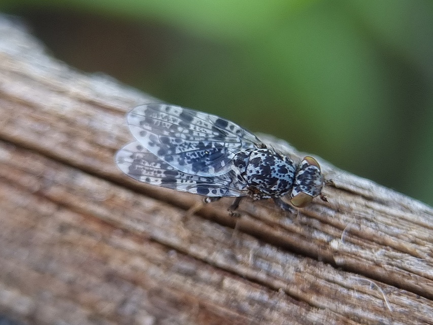 Callopistromyia annulipes - pávalégy