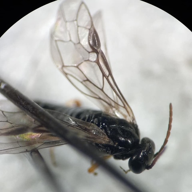 Hoplocampa minuta