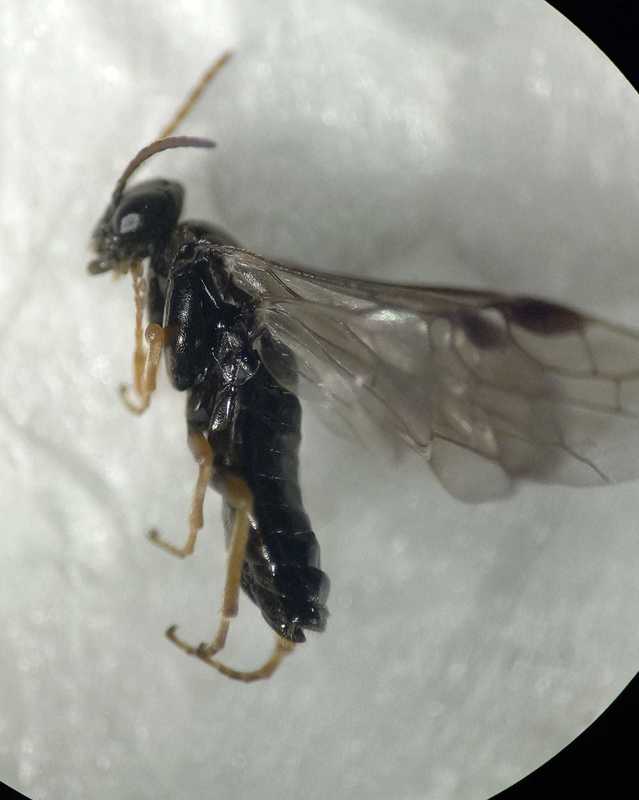 Hoplocampa minuta