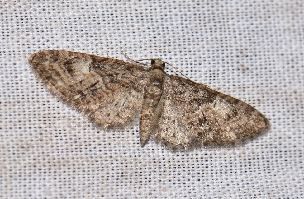 Eupithecia abbreviata - korai törpearaszoló