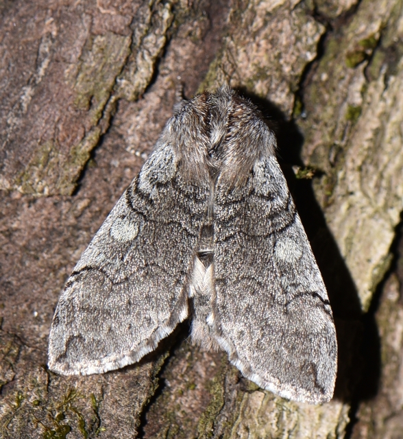 Achlya flavicornis - nyíres pihésszövő