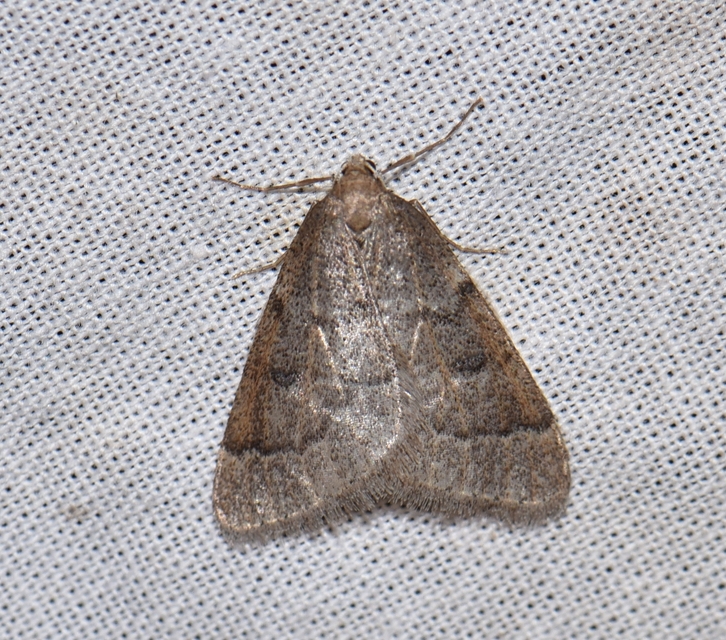 Theria rupicapraria - tavaszi kökényaraszoló
