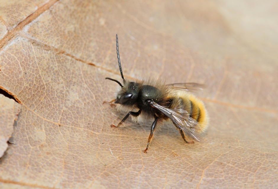 Osmia bicornis - kékfejű faliméh