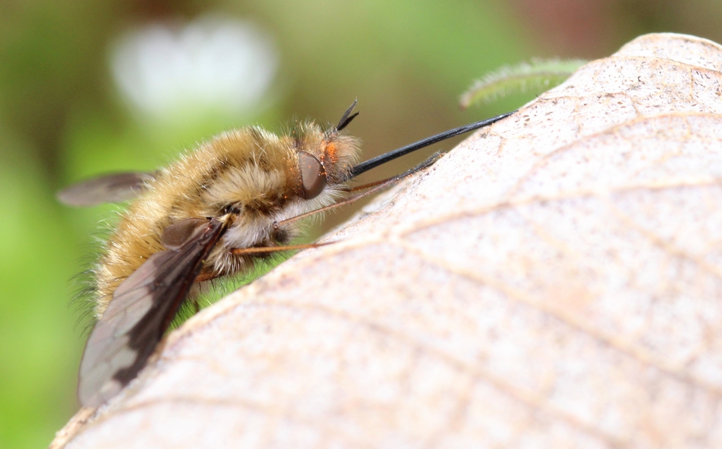Bombylius major - szegélyes pöszörlégy