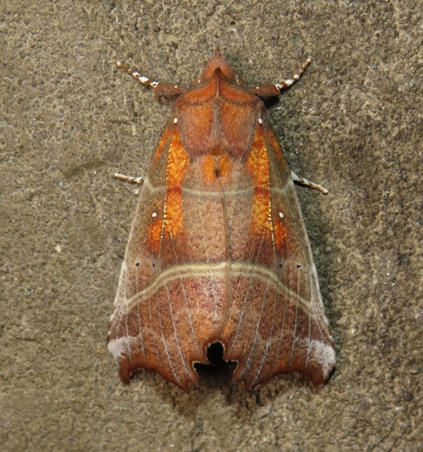 Scoliopteryx libatrix - vörös csipkésbagoly