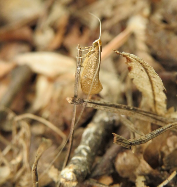 Nematopogon