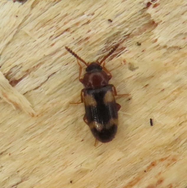 Mycetophagus fulvicollis - sárganyakú gombabogár