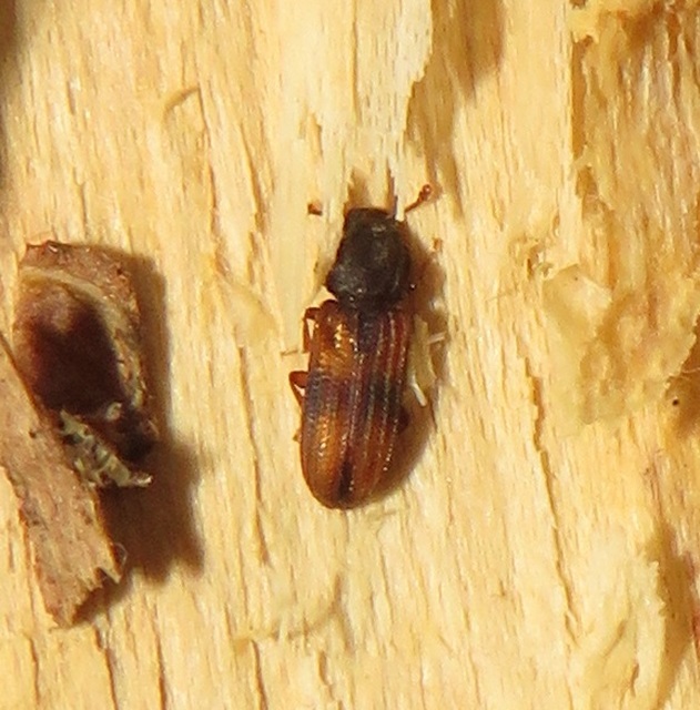 Bitoma crenata - szalagos héjbogár