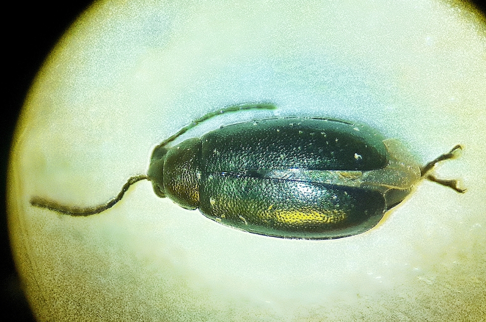 Phyllotreta