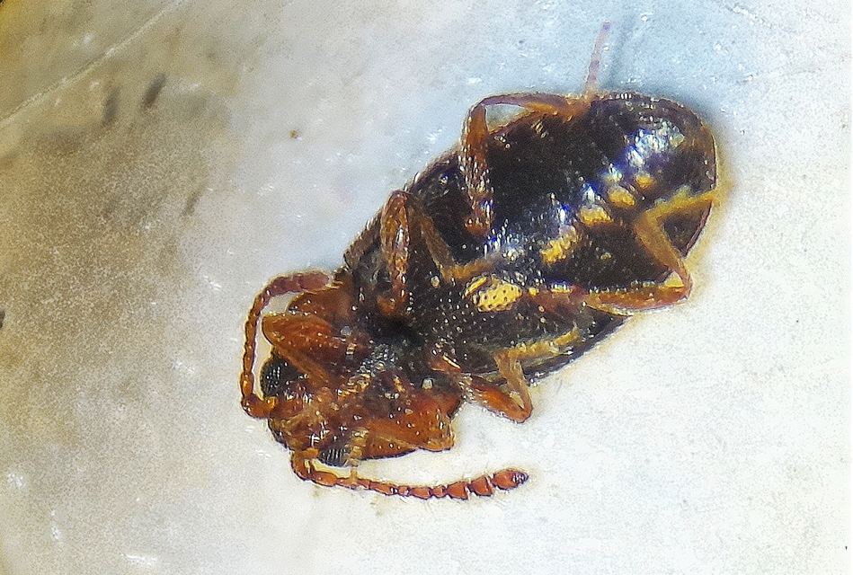 Cryptophagidae - penészbogárfélék