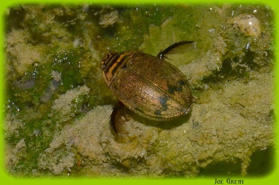 Acilius sulcatus - gyűrűscombú barázdáscsíkbogár