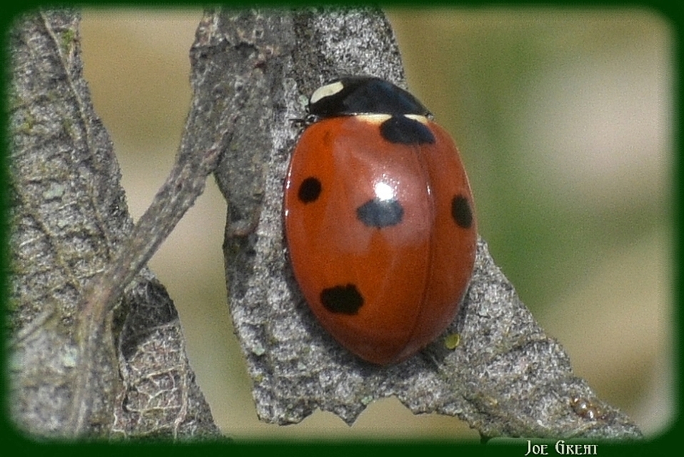 Coccinella septempunctata - hétpettyes katica