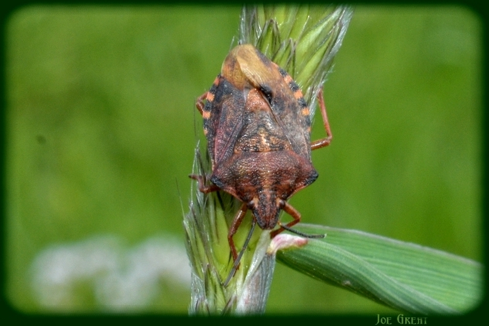 Carpocoris