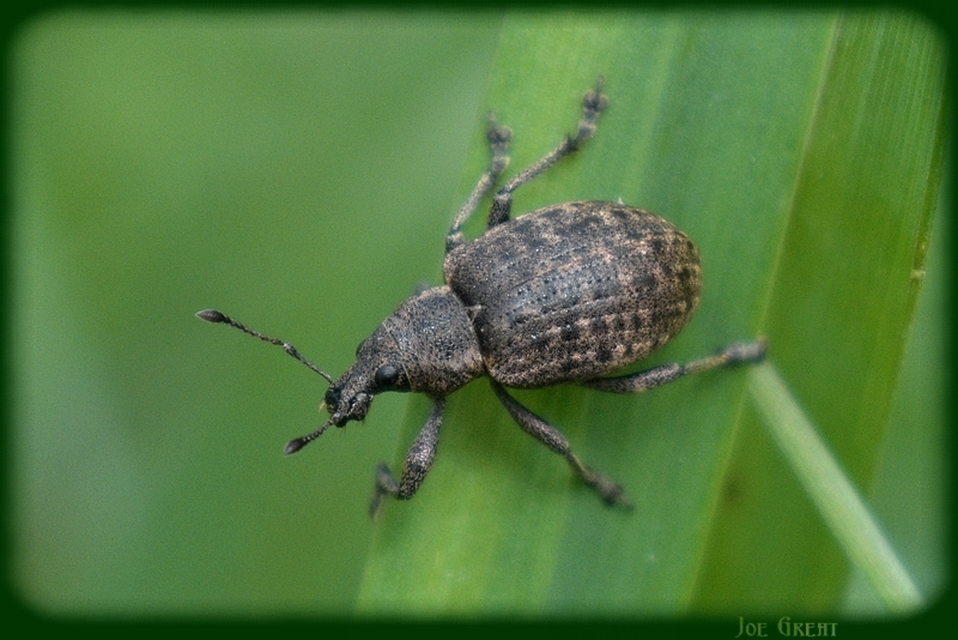 Liophloeus tessulatus - kockás barabolyormányos