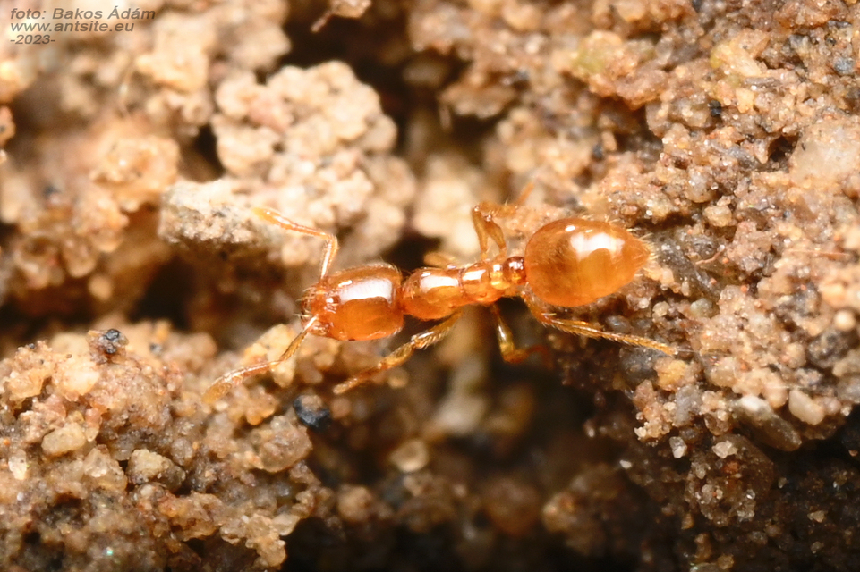 Solenopsis fugax - tolvajhangya