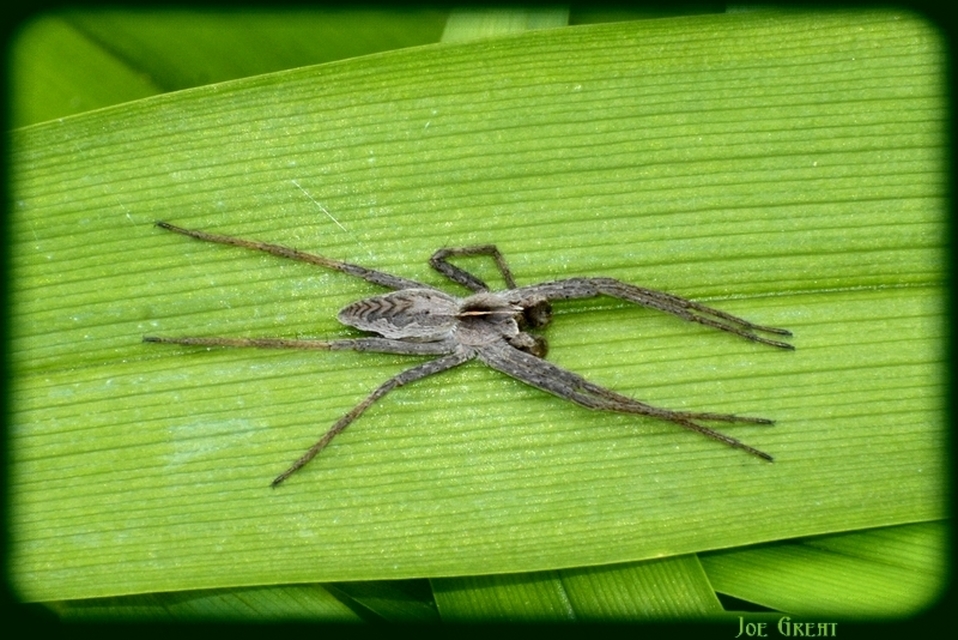Araneae - Pókok