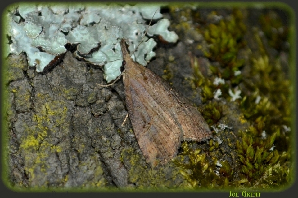 Hypena rostralis - közönséges karcsúbagoly