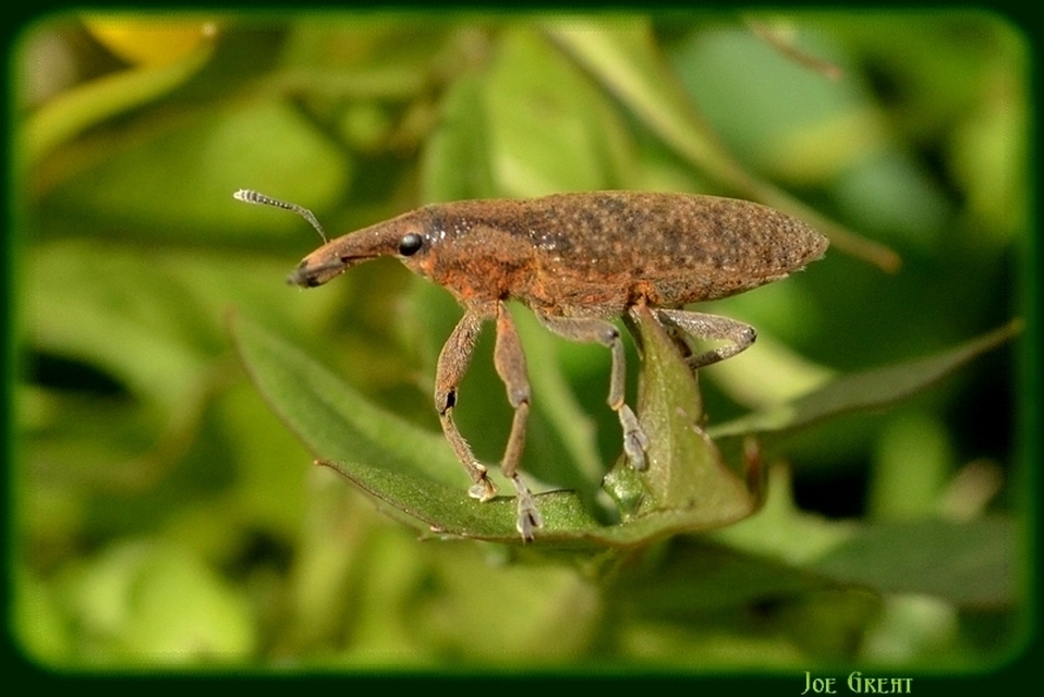 Curculionidae - ormányosbogár-félék