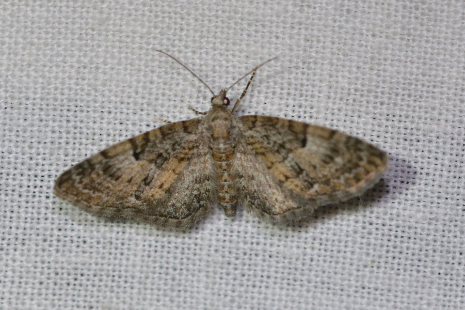 Eupithecia abbreviata - korai törpearaszoló