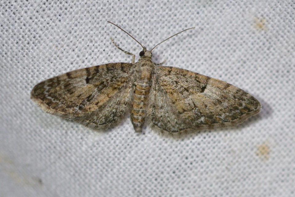 Eupithecia abbreviata - korai törpearaszoló