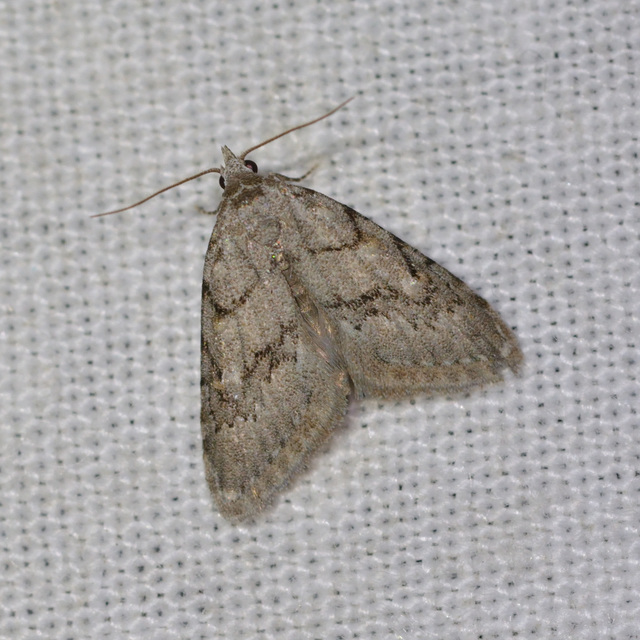 Nola cicatricalis - szürke pamacsosszövő