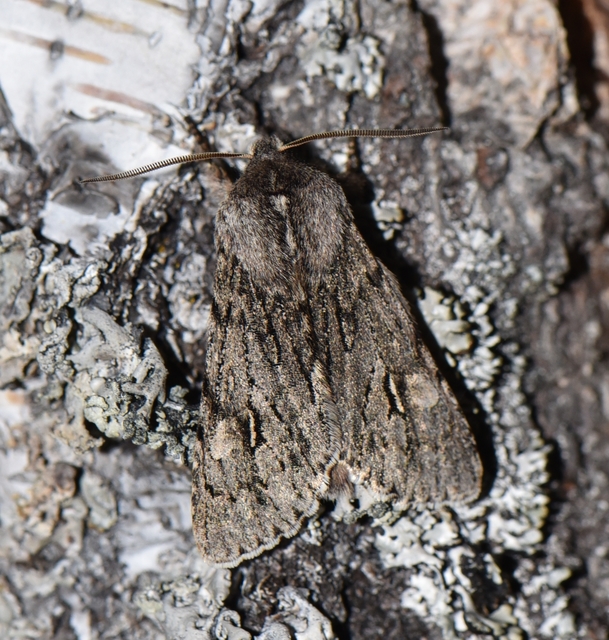 Brachionycha nubeculosa - zömök fésűsbagoly