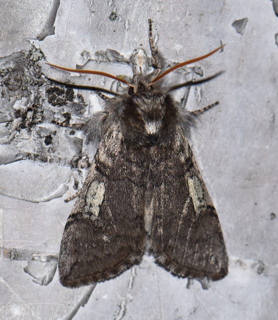 Achlya flavicornis - nyíres pihésszövő