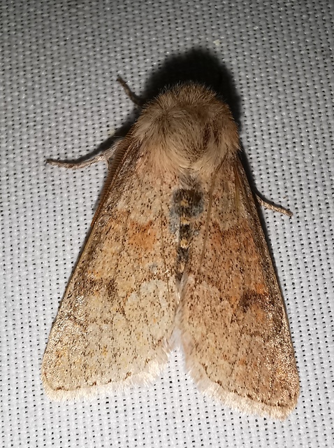 Orthosia miniosa - sárgás barkabagoly