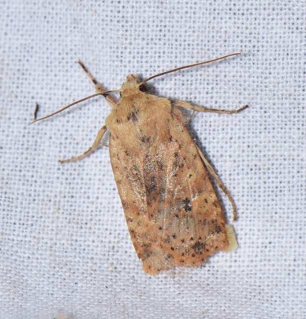 Conistra rubiginea - vörös őszibagoly