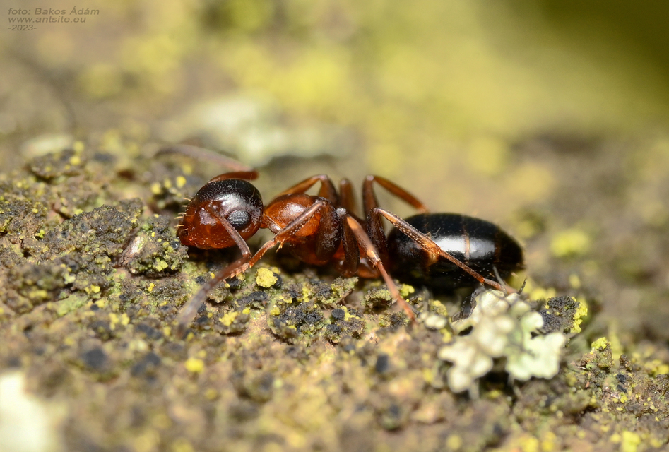 Colobopsis truncata - kapushangya