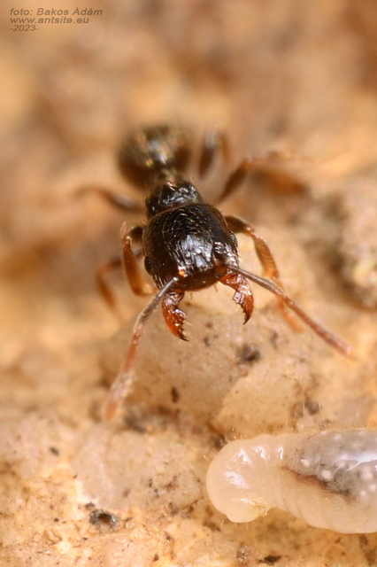 Tetramorium hungaricum - magyar gyepihangya