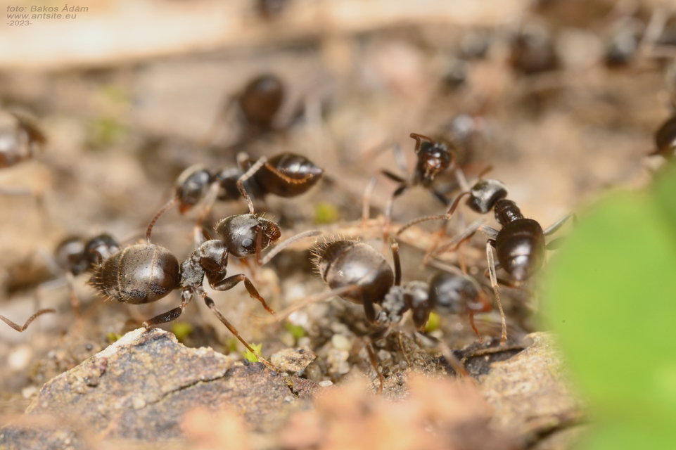 Lasius bombycina - pusztai feketehangya