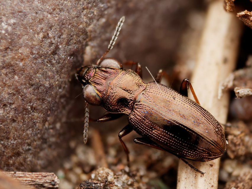 Notiophilus rufipes - vöröslábú szemesfutó
