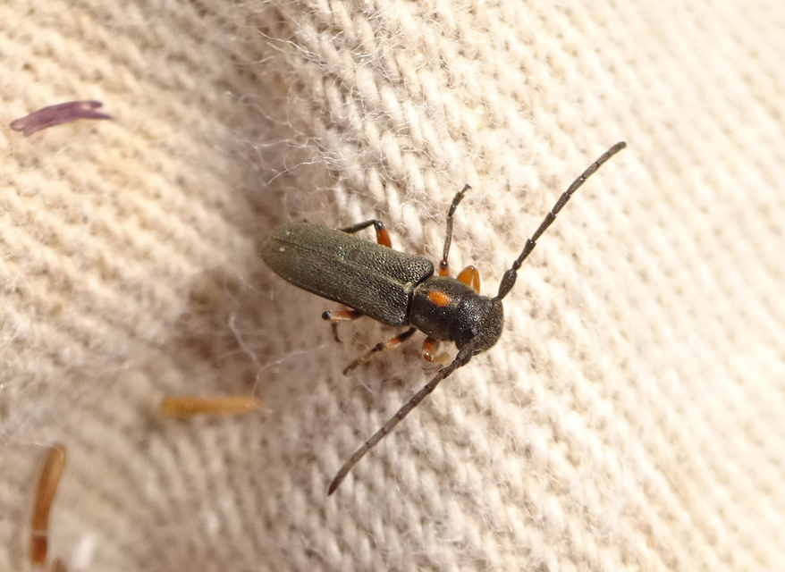 Phytoecia pustulata - parányi fűcincér