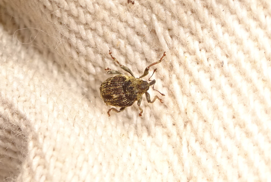 Nedyus quadrimaculatus - közönséges csalánormányos