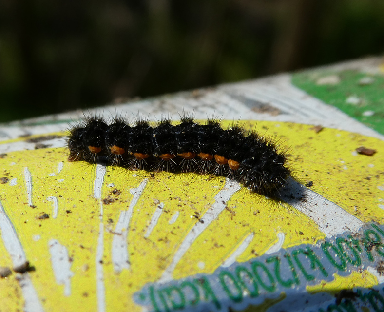 Saturnia pavoniella/pavonia