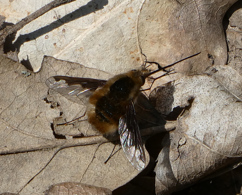 Bombylius major - szegélyes pöszörlégy