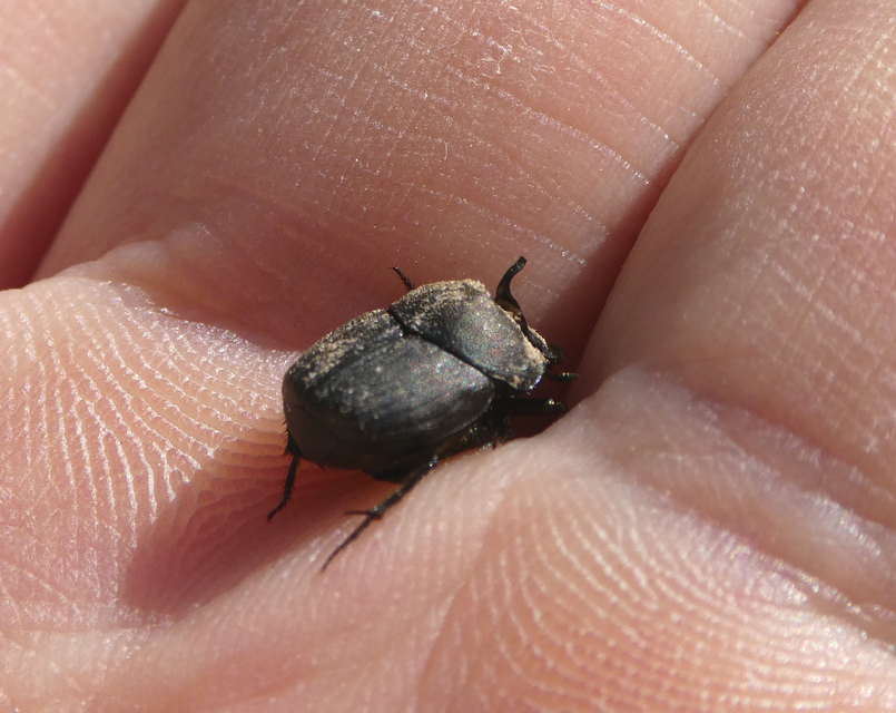 Onthophagus verticicornis - fekete trágyatúró