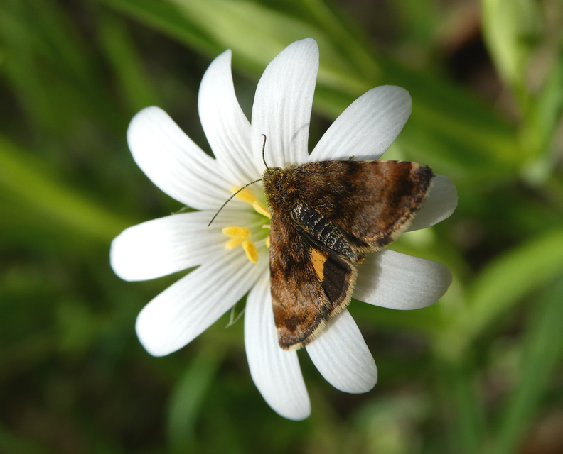 Panemeria tenebrata - apró sárgabagoly