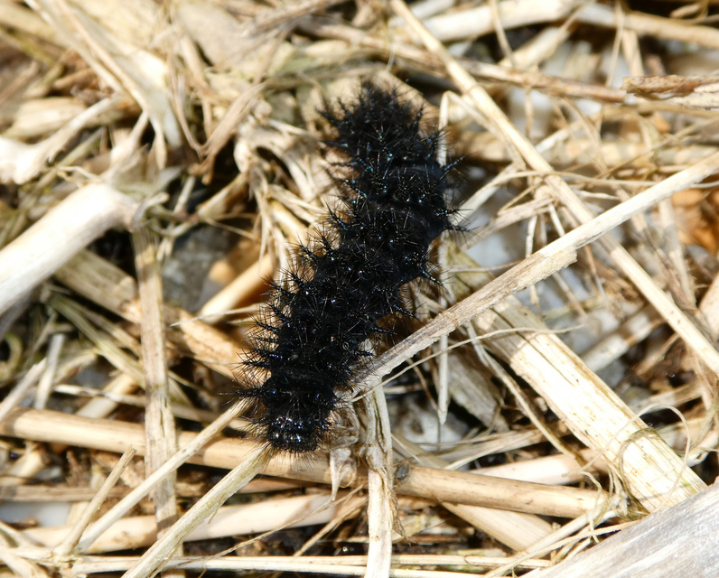 Euphydryas maturna - díszes tarkalepke