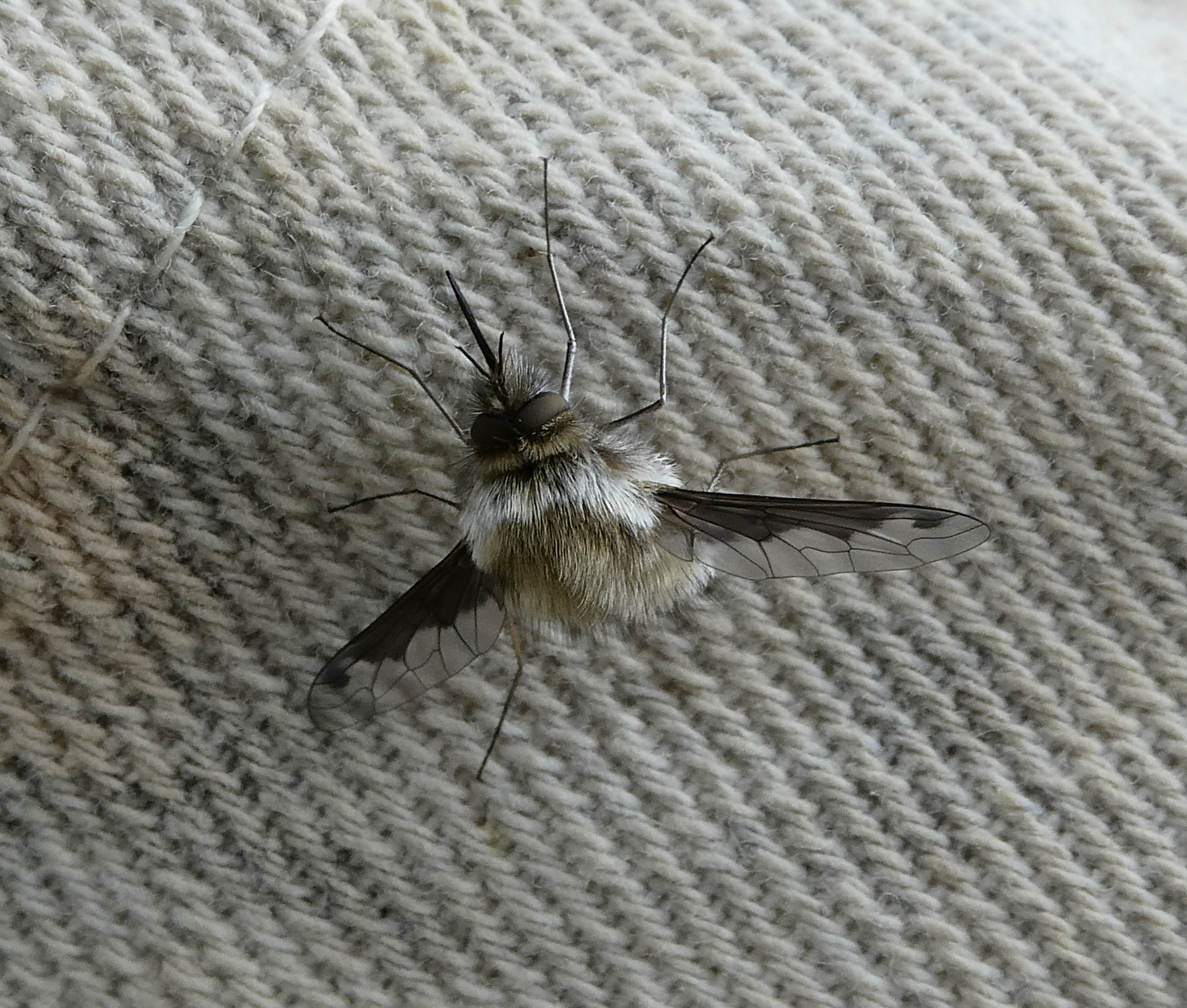 Bombylius fimbriatus - egypettyes pöszörlégy