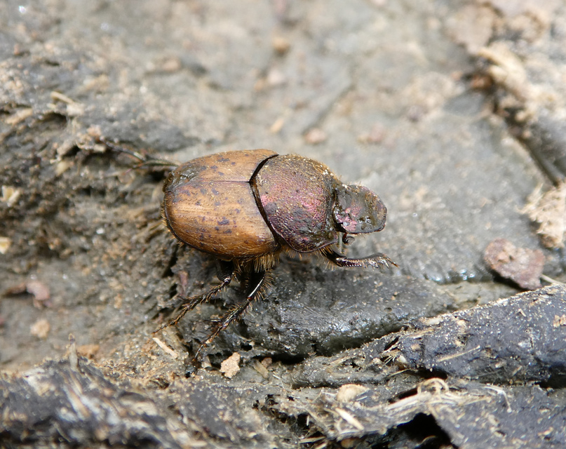 Onthophagus coenobita - rezes trágyatúró