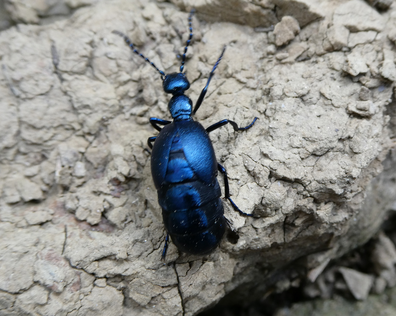 Meloe violaceus - kék nünüke
