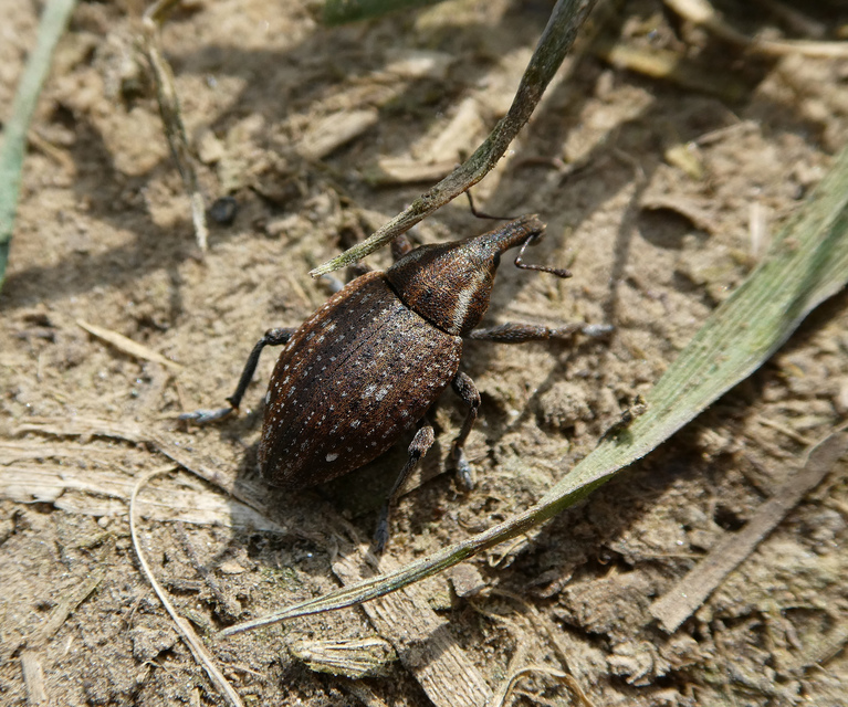 Lepyrus capucinus - pettyes fűzormányos