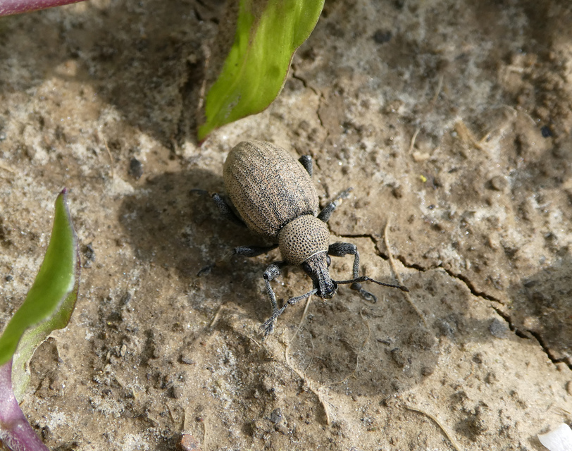 Otiorhynchus ligustici - vincellér-gyalogormányos